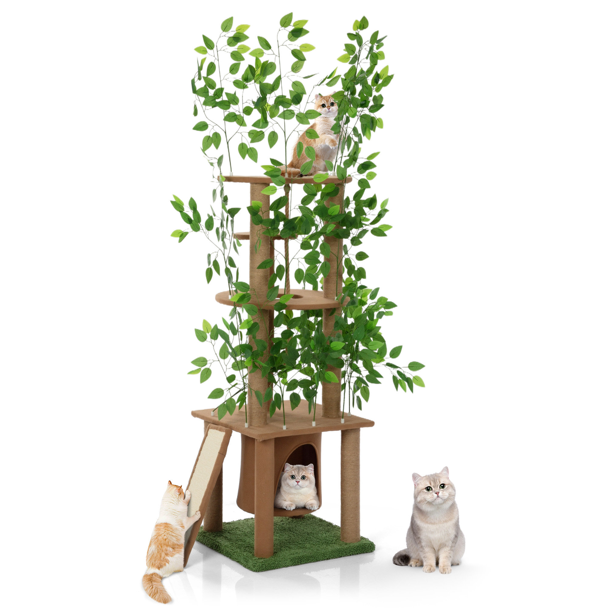 Cat tree plant best sale